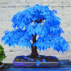 20 Bonsai Tree Seeds Blue Maple Seed Japanese Perennial Woody Plants Balcony Beautiful X Potted Plant Home Garden