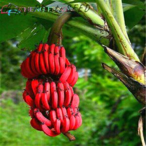 Rare Fruit Seed Sale 100pcs Imported Japanese Banana Seeds Milk Taste Beautiful And Delicious Fruit Sementes For Jardim Garden