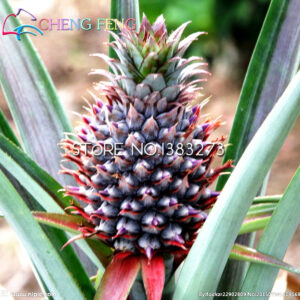 100pcs Bonsai Pineapple Seeds 100% Organic Blooming Plants Fruit Garden Plant Potted Seed - 2