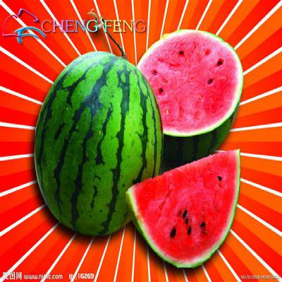 10pcs Jin Ling Bitter Gourd Seeds Chinese Grape Fruit Seed Small Melon Healthboosting Delicious Flavor Vegetable Cultivation - 27