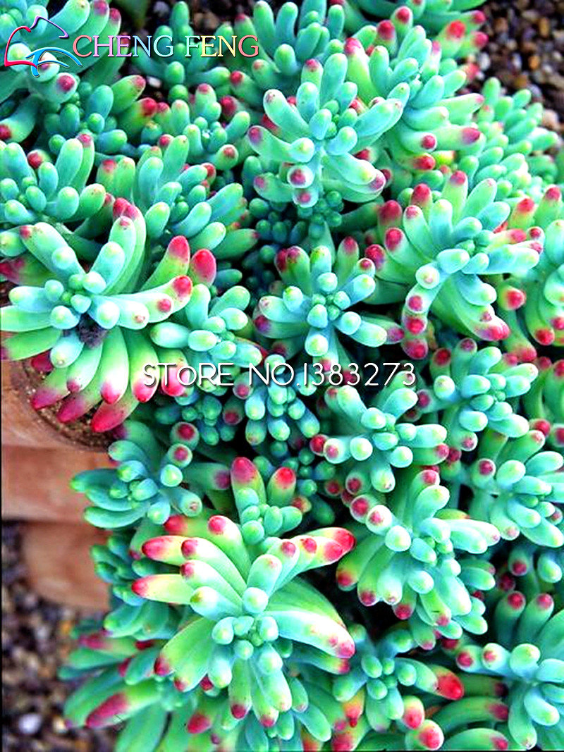 100pcs Mixed Succulent Lithops Seeds Pseudotruncatella Ideal For Diy Flower Pots And Planters - 2