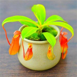 50 Seeds Pack Bonsai Nepenthes Eating Mosquito Varieties Of Seed Plants Mixed Carnivorous Plant Home Indoor