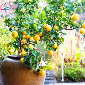 10 Seeds Dwarf Lemon Tree Natural Perfume Indoor Plant Diy Home Garden Bonsai Heirloom Fruit Organic Seed Xxx - 2