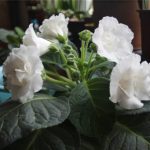 Gloxinia Seeds Mixing Flower Pot Planters Garden Bonsai Seed Ornamental Plant Semillas De Flores 100 Particles Lot - 6