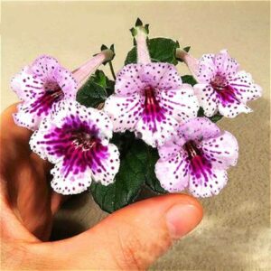 Hot 100 Pcs A Lot Gloxinia Seeds Perennial Flowering Plants Bonsai 9 Kinds Mini Flowers Seed Home Garden Ornamental X