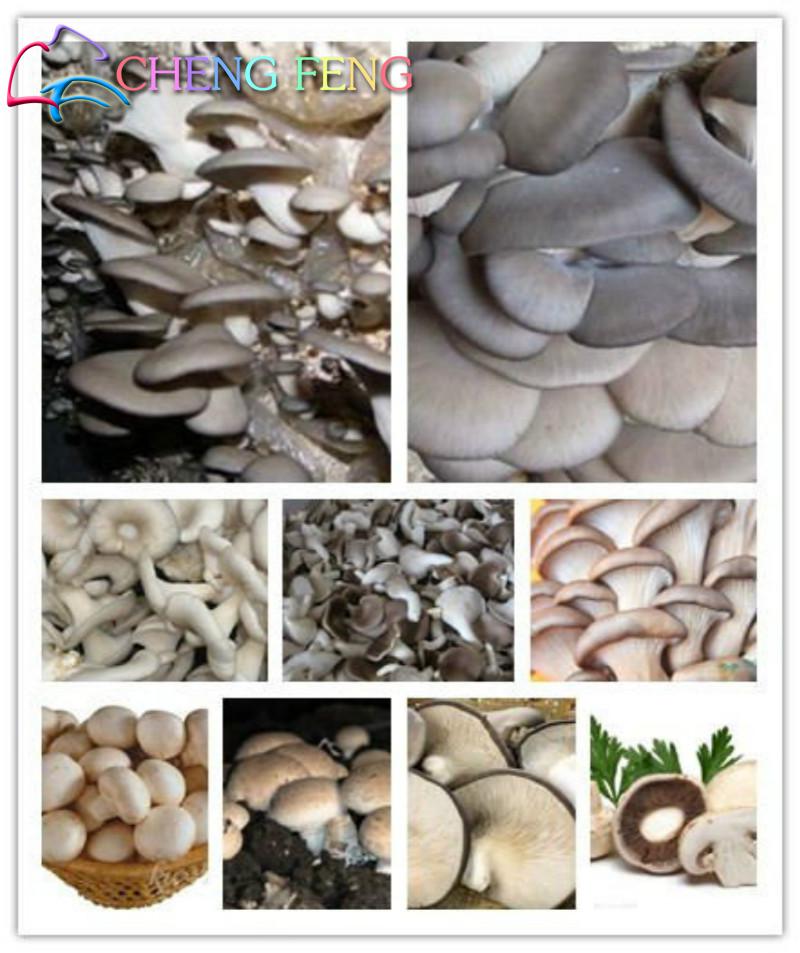 100pcs Exotic Mushroom Seeds Nutritious Vegetable Food For Farming Ideal For Healthy Lifestyle Cuisine - 5