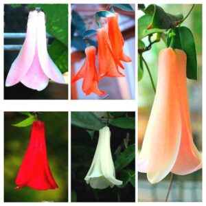 50 Pcs Chilean Bellflower Rosea Seeds Evergreen Lasting Part Shade Diy Garden Flower Plant Decoration