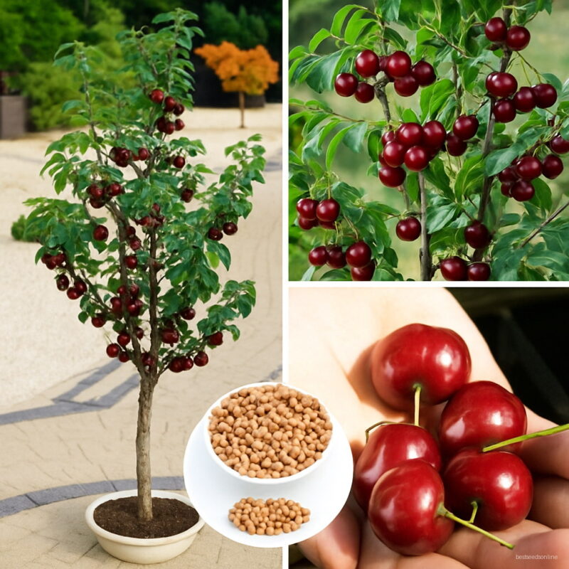 Fruit Seeds 20pcs Cherry Tree Bonsai Home Garden Potted Plant Diy Decoration Hot