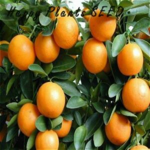 20 Pcs Bonsai Orange Seeds No-gmo Mini Tree Balcony Patio Potted Fruit Plants Kumquat Tangerine Citrus Sementes - 2