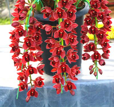 100pcs Fuchsia Seeds Begonia Indoor Floral Decorations Diy Flowering Project Lantern Flower Seeds - 19