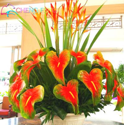 100pcs Fuchsia Seeds Begonia Indoor Floral Decorations Diy Flowering Project Lantern Flower Seeds - 10