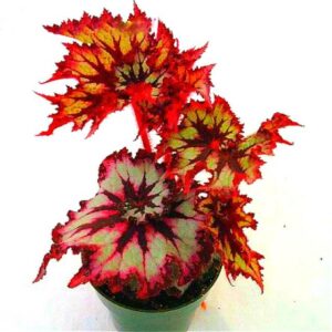 Garden Flower Seeds 50pcs Dragon Coleus Seed Indoor Beautiful Rainbow Mix Planting Flowers Perennial Bonsai