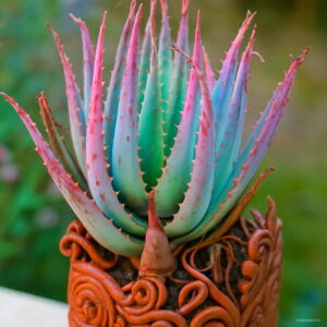 Home Garden Diy Plant 30 Pcs A Packing Sempervivum Mix Succulent Seeds Indoor Plants Flowers Cactus