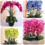 Orchid 100pcs Phalaenopsis Bonsai Perennial Flower Bonsais Home Garden Four Seasons Plants Flowers To Seeds