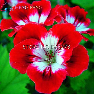 100pcs Lot Rainbow Dahlia Dinner Plate Seeds Imported Blooms For Holiday Decorations And Landscaping - 14