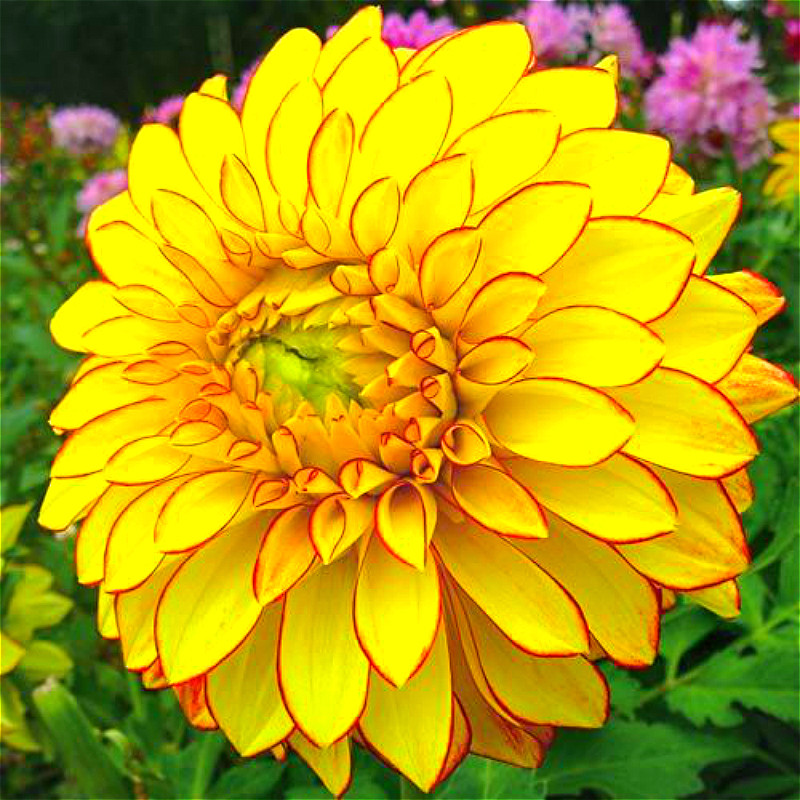 100pcs Lot Rainbow Dahlia Dinner Plate Seeds Imported Blooms For Holiday Decorations And Landscaping - 11