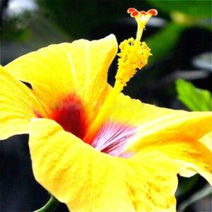 Ship 100pcs A Flower Seeds Balcony Potted Giant Flowers Diy Home Garden Like Hibiscus Plants Bonsai