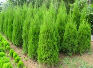 Hot Selling Cypress Trees Seeds Conifer Bonsai Diy Plant Home Garden Happy Year Sementes 20pcs