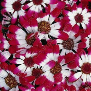 100pcs Ground Cover Chrysanthemum Bonsai To Flower Plant Home Garden Plants Seeds - 2