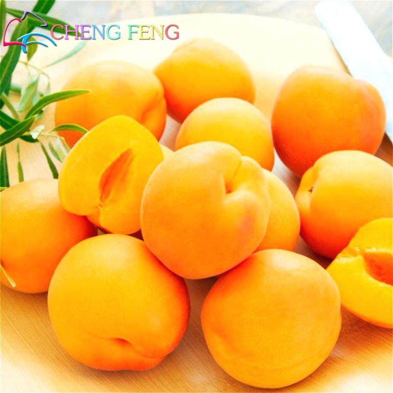 2 Graines Apricot Tree Seed Mini Seeds Bonsai Plants Garden Home