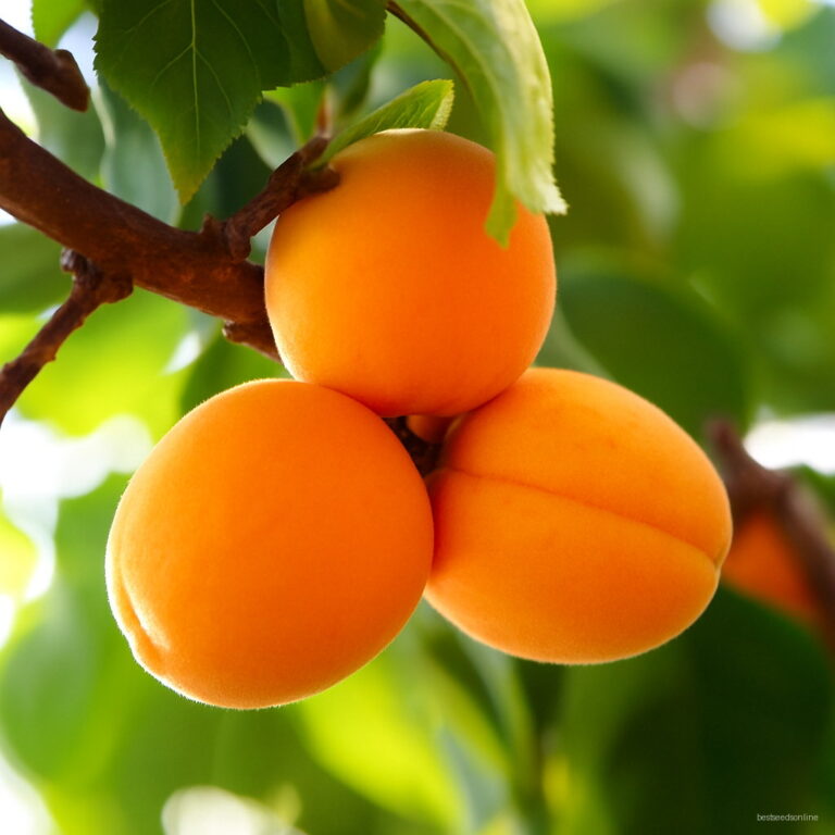 2 Graines Apricot Tree Seed Mini Seeds Bonsai Plants Garden Home Backyard Fruit Planter