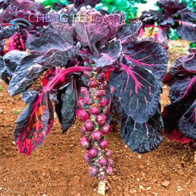 Litchi Tree Seeds Pack Of 30 Ideal For Outdoor Landscaping Greenery - 17