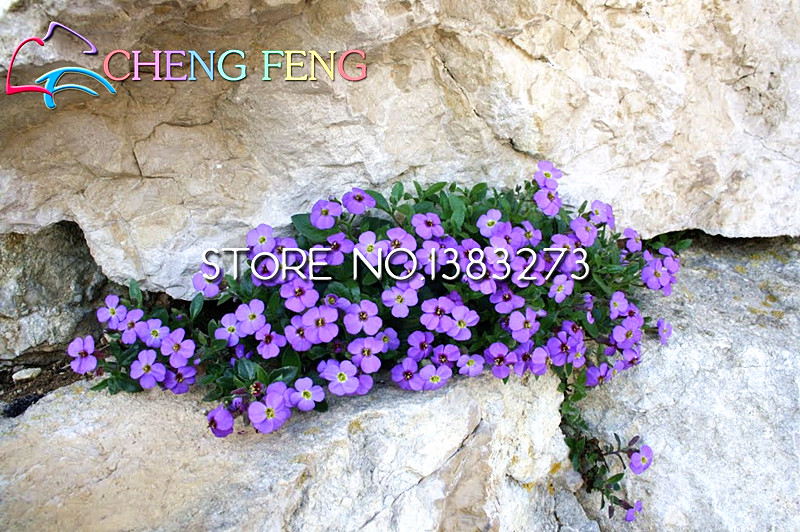 100count Red Multicolored Aubrieta Flower Seeds Perennial Ground Cover Deerresistant Ideal For Landscaping - 1