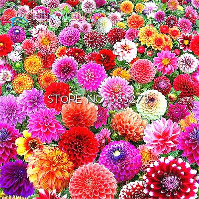 Dahlia Seeds 100 Particles Lot Chinese Flower Exotic Indoor Decorative Botanical Diy Landscaping Semillas - 39