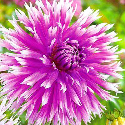 Dahlia Seeds 100 Particles Lot Chinese Flower Exotic Indoor Decorative Botanical Diy Landscaping Semillas - 38