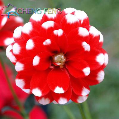 Dahlia Seeds 100 Particles Lot Chinese Flower Exotic Indoor Decorative Botanical Diy Landscaping Semillas - 37