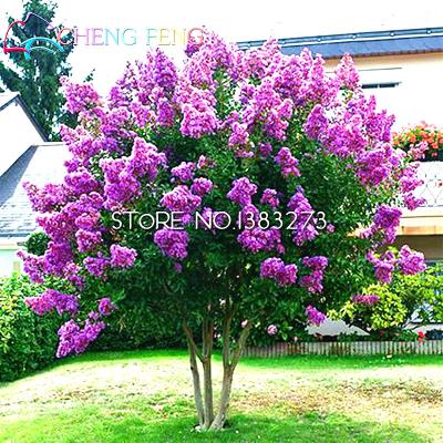 Dahlia Seeds 100 Particles Lot Chinese Flower Exotic Indoor Decorative Botanical Diy Landscaping Semillas - 30