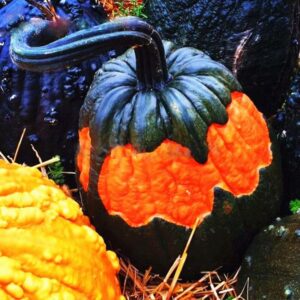 Japanese Pumpkin Seeds 20 Pcs Fruit And Vegetable Diy Home Decoration Outdoor Garden Plants Fun Halloween