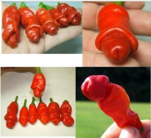 Garden Plants Seed Peter Pepper Seeds Red Hot Chili Peppers 50 Pack