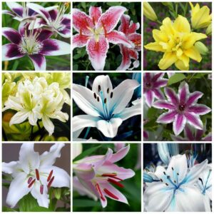 100pcs Lily Plants Beautiful Rainbow Garden Flowers Plantas Para Jardin Bonsai Tree Decoration Seeds