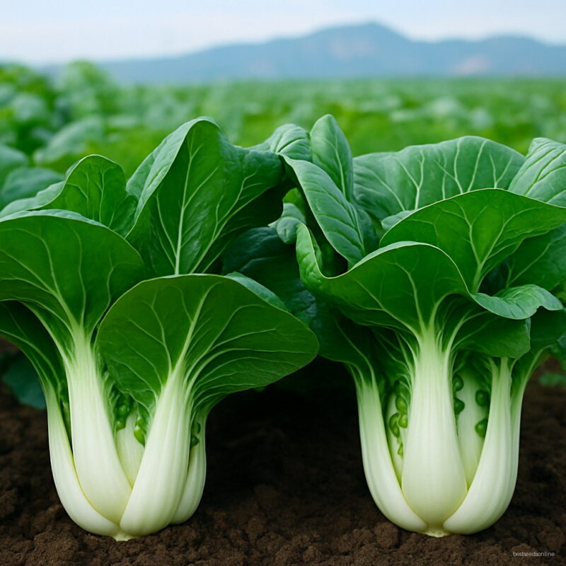 Chinese Cabbage Seeds Vegetable To Happy Farm Non-gmo Plants Seed 100 Particles