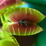 200pcs Potted Insectivorous Plant Seeds Dionaea Muscipula Giant Clip Venus Flytrap Bonsai To Cactus - 4