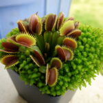 200pcs Potted Insectivorous Plant Seeds Dionaea Muscipula Giant Clip Venus Flytrap Bonsai To Cactus - 3