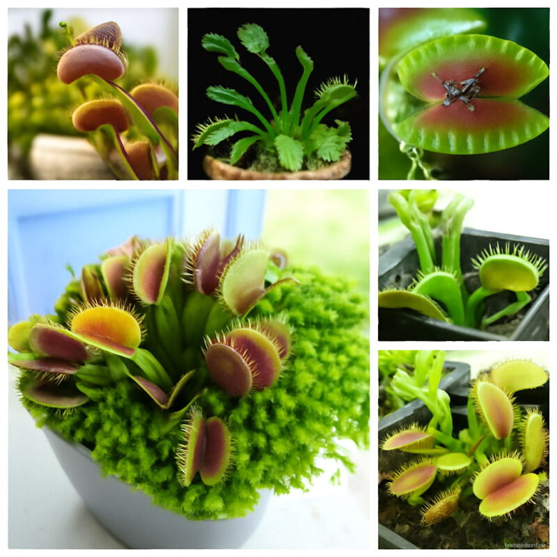 200pcs Potted Insectivorous Plant Seeds Dionaea Muscipula Giant Clip Venus Flytrap Bonsai To Cactus