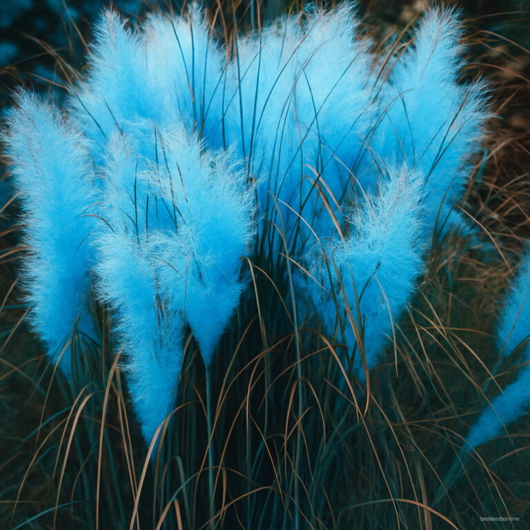 Purple Pampas Grass Seeds 100pcs Coldresistant