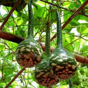 20pcs Bottle Gourd Garden Climbing Organic Vegetable Long Calabash Chinese Handicrafts Plants Seeds