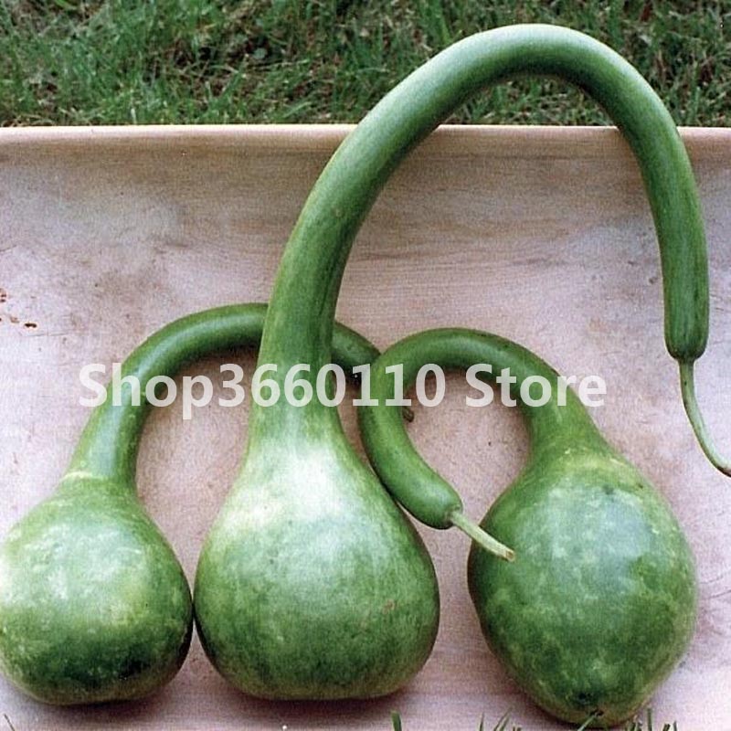 20pcs Organic Long Calabash Vegetable Seeds Bottle Gourd Climbing Variety Ideal For Chinese Handicrafts - 4