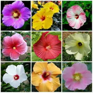 100pcs Hibiscus Bonsai Mix Color Beautiful Flower Perennial Tree Potted Garden Planting Seeds