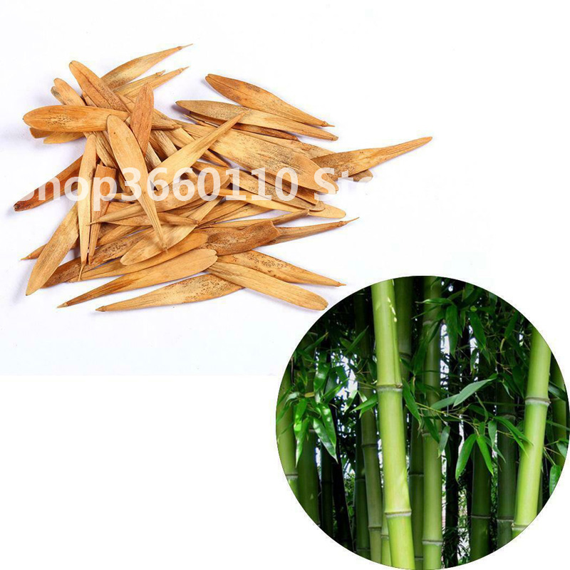 Large Bamboo Phyllostachys Pubescens Giant Bambusa Lako Tree 30flores Seeds For Landscaping And Interior Decoration - 14