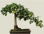 Product Bonsai Apple Tree Plants 30 Pcs Used Wet Sand Sprouting Fruit Garden In Flower Pots Planters Seeds - 3
