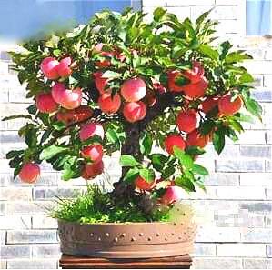 Product Bonsai Apple Tree Plants 30 Pcs Used Wet Sand Sprouting Fruit Garden In Flower Pots Planters Seeds
