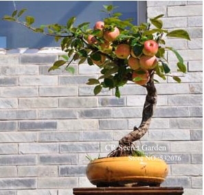 Apple Tree Seeds 30 Pcs Pack Ideal For Wet Sand Germination Flower Pot Planter Growth - 2
