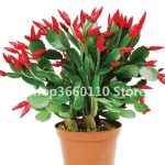 100pcs Mexican Hybrid Epiphyllum Flower Bonsai Orchid Cactus Plant Garden Decoration Flores Christmas Kids Seeds - 4