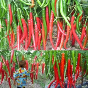 1bag 200 Pcs Long Pepper Chili Vegetables Bonsai Giant Red Spices Spicy Plants Up To 50cm Seeds