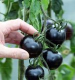 200pcs Black Tomato Plants Vegetable And Fruit Organic Plantas Of Perennial Bonsai Garden Buy Seeds - 3