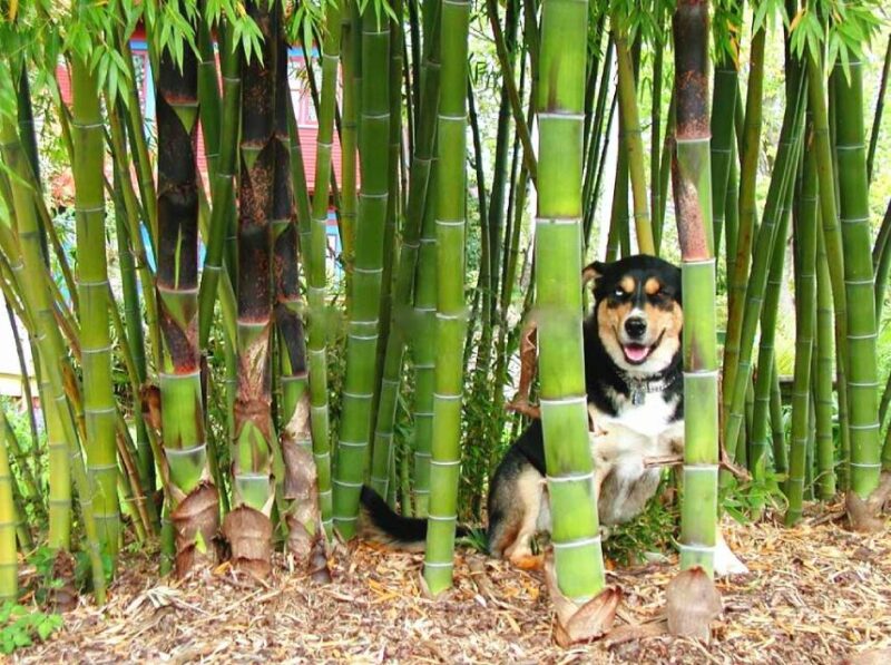 On Quality Real Bamboo Seeds 50pcs Set Giant Moso Diy Home Garden Tree